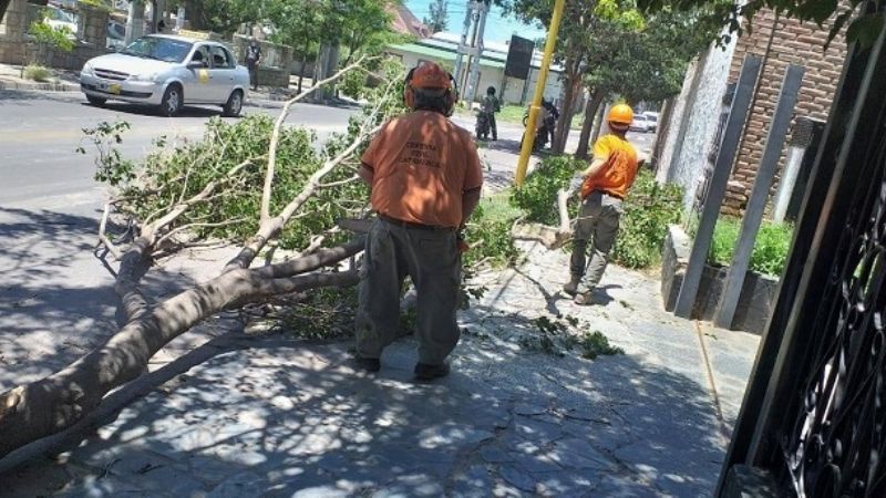 El fuerte viento derrumbó árboles