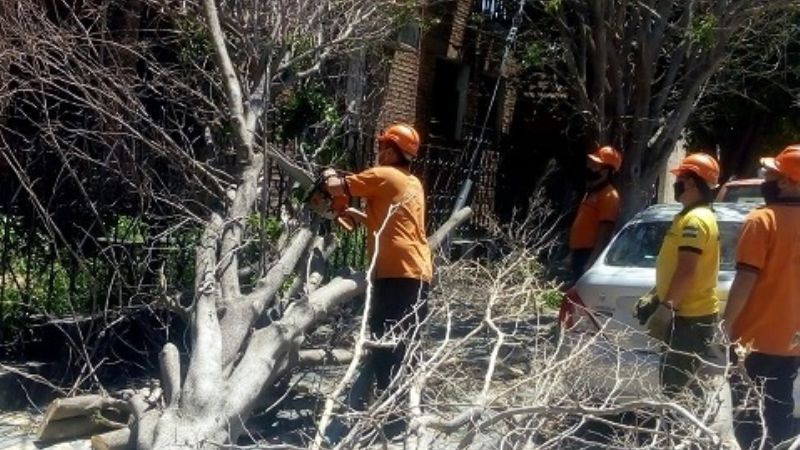 El fuerte viento derrumbó árboles