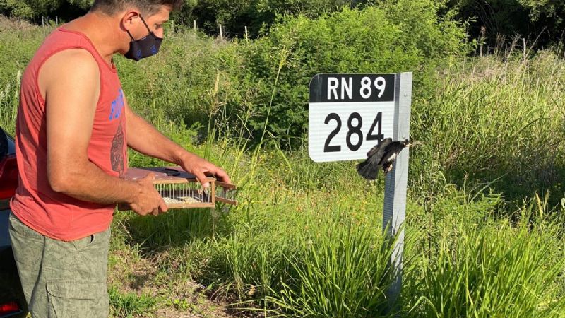 Liberan aves canoras en Chaco