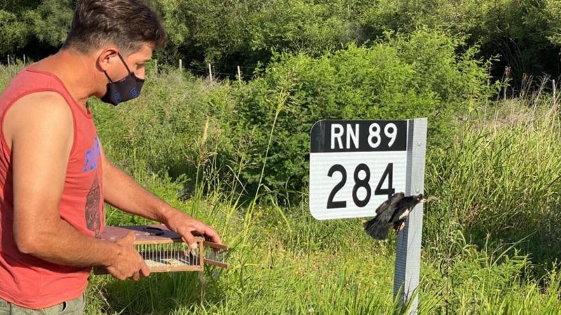 Liberan aves canoras en Chaco