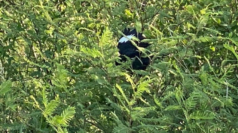 Liberan aves canoras en Chaco