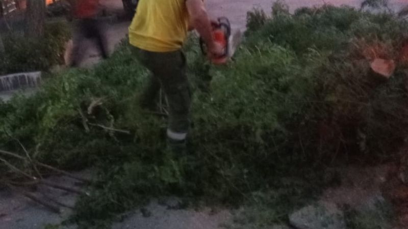 Retiran un árbol afectado por fuertes ráfagas
