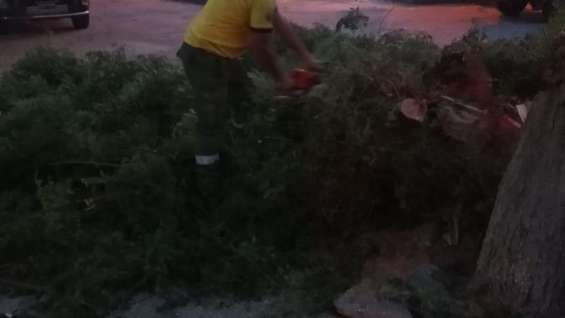 Retiran un árbol afectado por fuertes ráfagas
