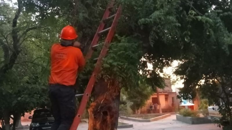 Retiran un árbol afectado por fuertes ráfagas