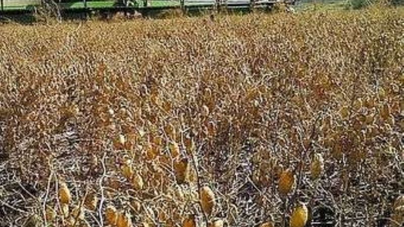 Garbanzos del NOA ya se consumen en toda Italia