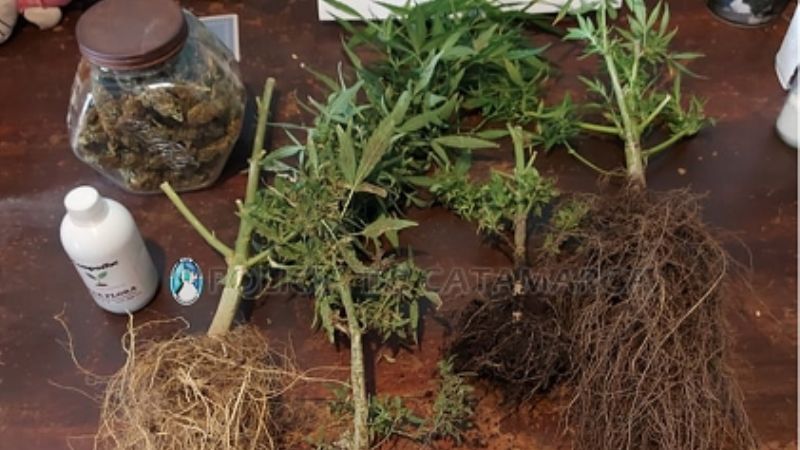 Secuestran 4 plantines de marihuana