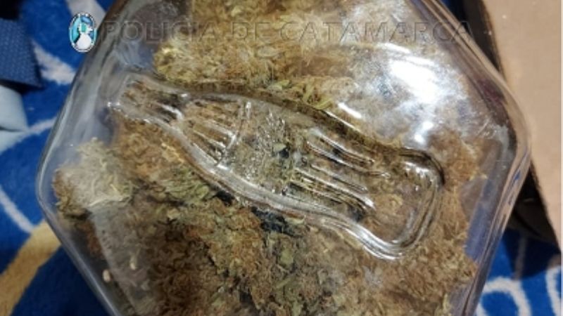 Secuestran 4 plantines de marihuana