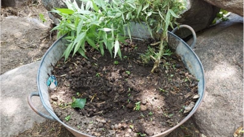 Secuestran 4 plantines de marihuana