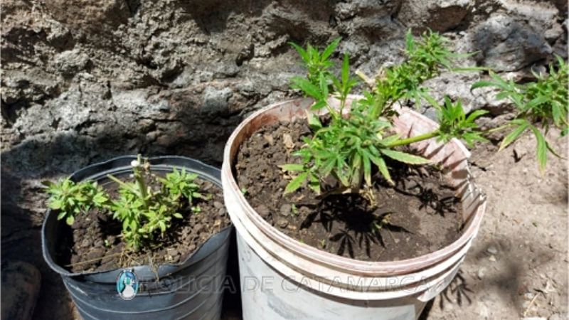 Secuestran 4 plantines de marihuana