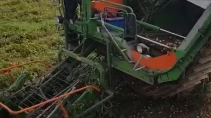 Inició la cosecha de tomate en las hectáreas de Valle Viejo