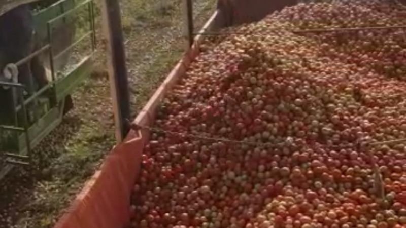 Inició la cosecha de tomate en las hectáreas de Valle Viejo