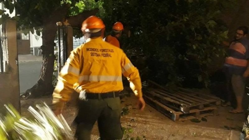 El viento provocó caída de árboles, cortes de cables y problemas con la energía