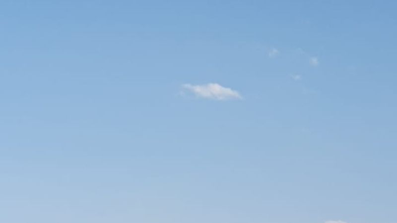 Liberaron un ave rescatada en situación de cautiverio