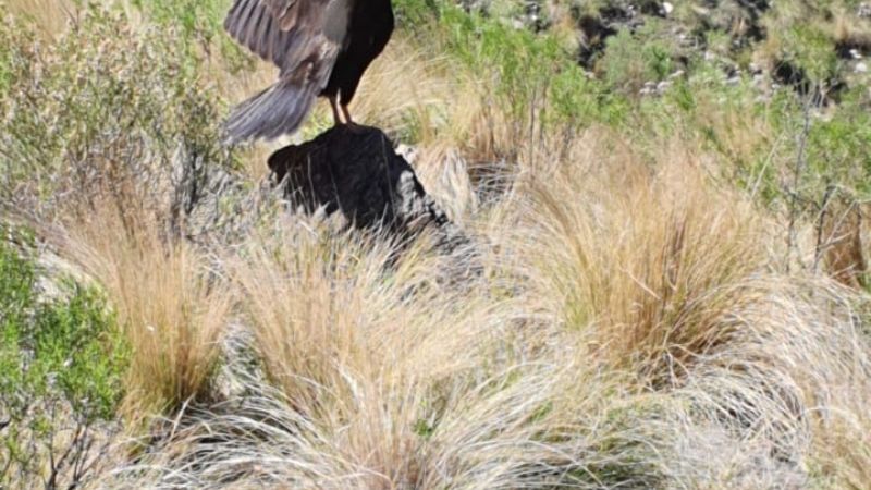 Liberaron un ave rescatada en situación de cautiverio