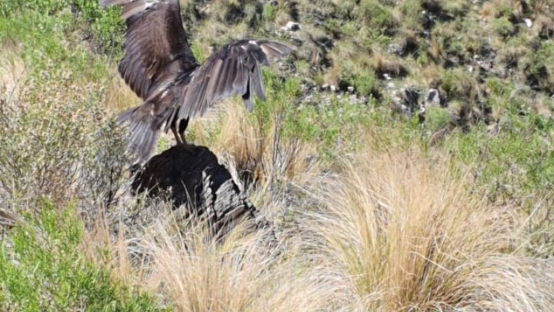 Liberaron un ave rescatada en situación de cautiverio