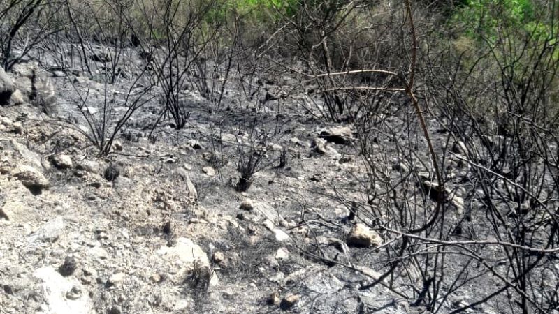 Luchan contra un incendio forestal en Los Ángeles