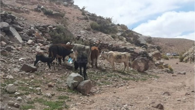 Recuperan animales robados