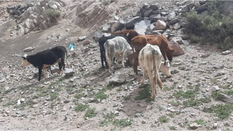 Recuperan animales robados