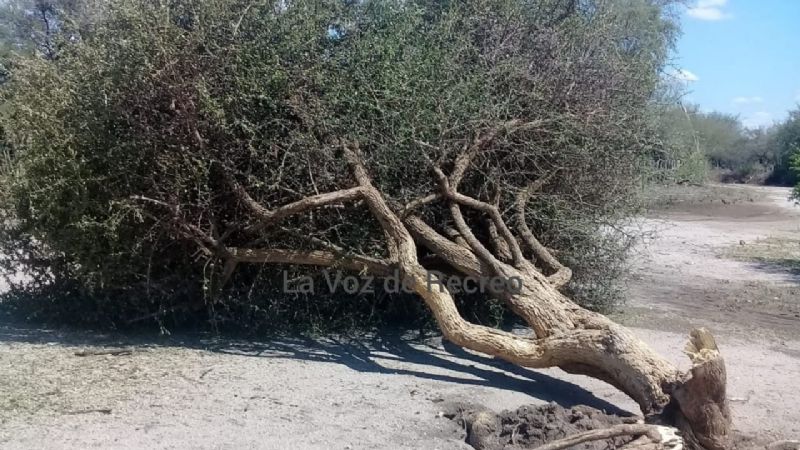 Fuerte viento, lluvia, árboles caídos y voladura de techos en Recreo