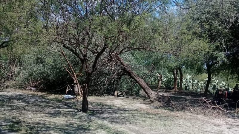 Fuerte viento, lluvia, árboles caídos y voladura de techos en Recreo