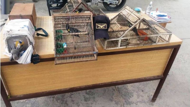Secuestran aves canoras en un puesto caminero de Valle Viejo