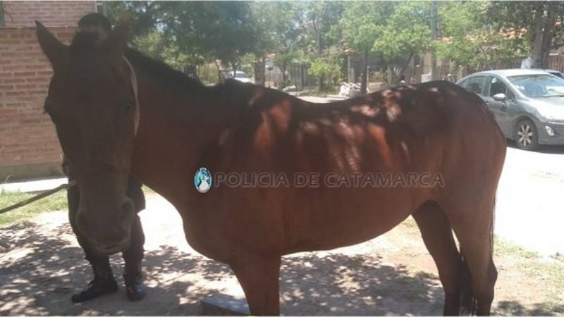 Recuperan un caballo