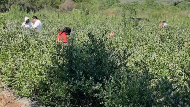 El Renatre Catamarca fiscaliza establecimientos rurales
