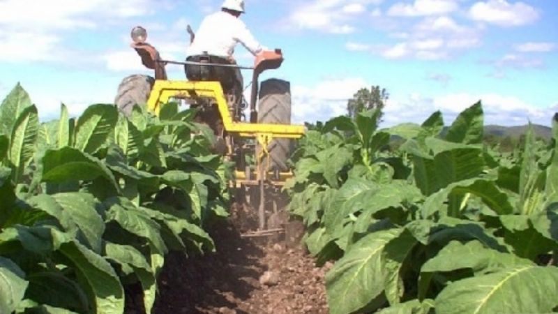 Sexto y último pago de retribución al productor tabacalero