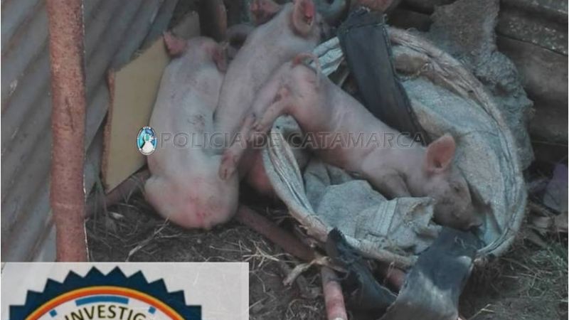 Denunció que le robaron 12 lechones y recuperaron solo 4