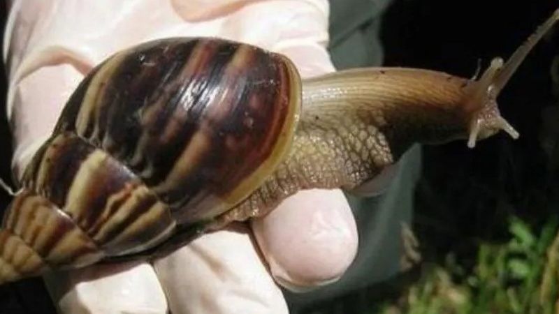 Invasión de caracoles africanos gigantes: ¿por qué son peligrosos?