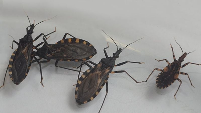 Máxima alerta: ¡Avanzan las vinchucas!