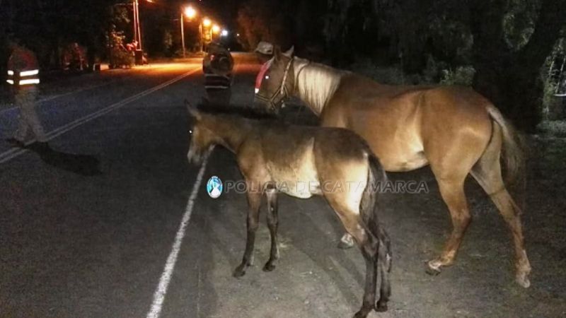 Secuestran animales sueltos