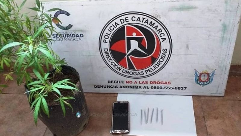 Incautan seis porros y una planta de marihuana