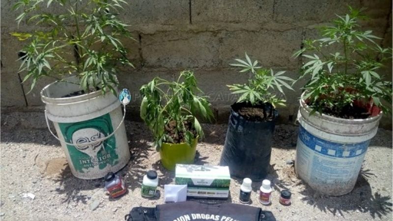 Secuestran 4 plantines de marihuana en Belén