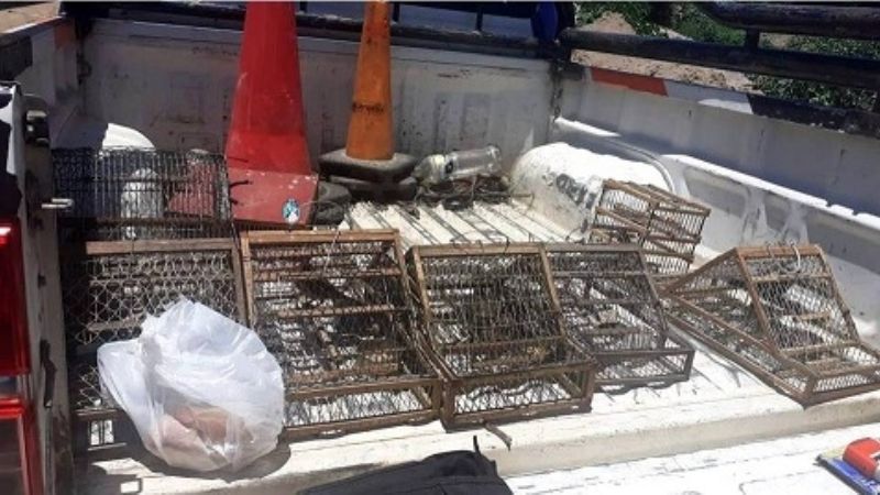 Secuestran aves cánoras