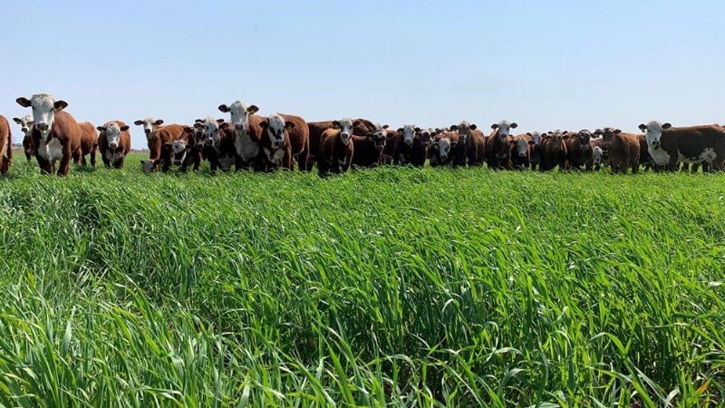 La fórmula para producir más carne en provincias del norte