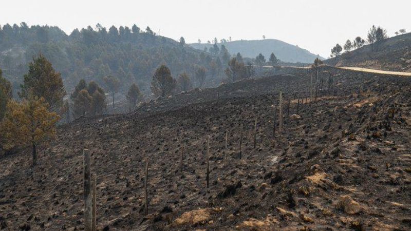 Tras los incendios en todo el país, proponen un Plan Nacional de Reforestación