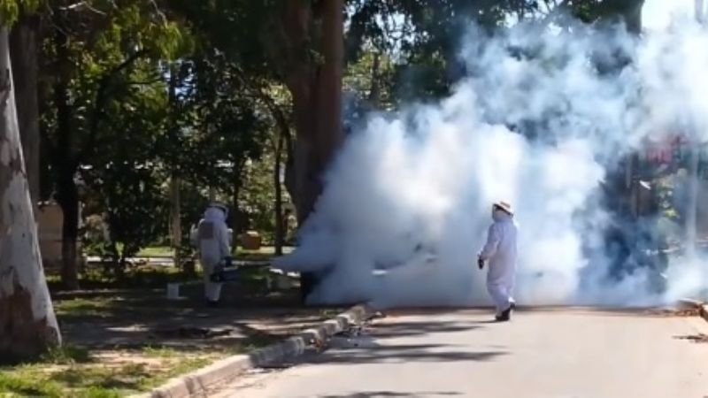 Ataque de abejas en La Chacarita