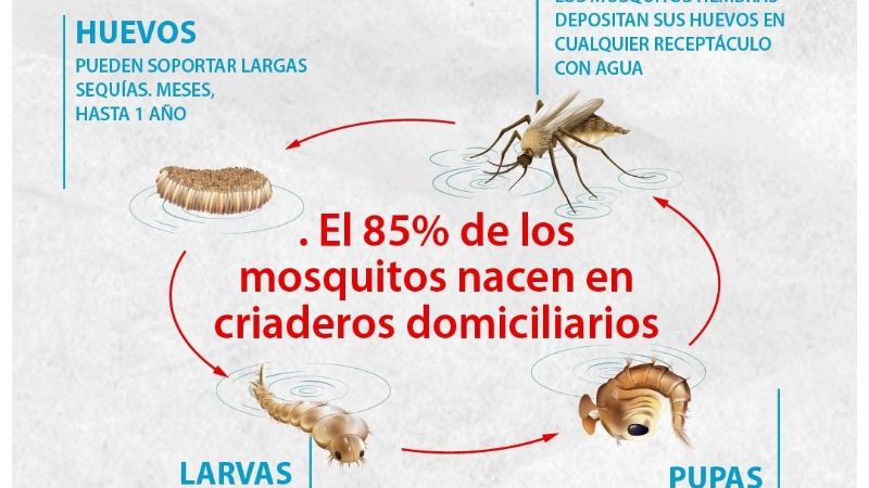 Trabajan en “zonas rojas” para prevenir los contagios de dengue