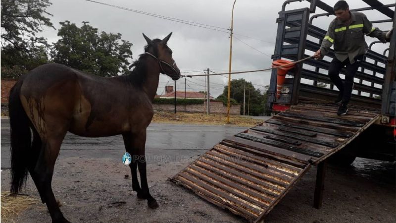 Secuestran un equino en la ruta 1