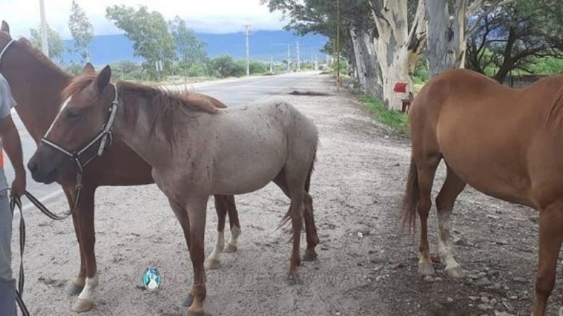 Increíble: chocó contra un caballo en Sumalao
