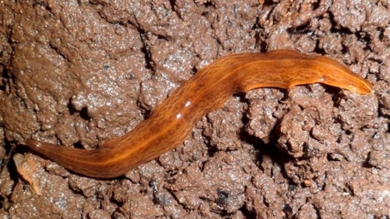 Un gusano argentino invade varios países de Europa