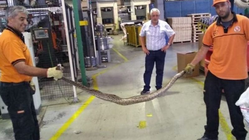 Encuentran una lampalagua en una fábrica