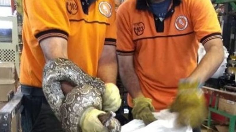 Encuentran una lampalagua en una fábrica