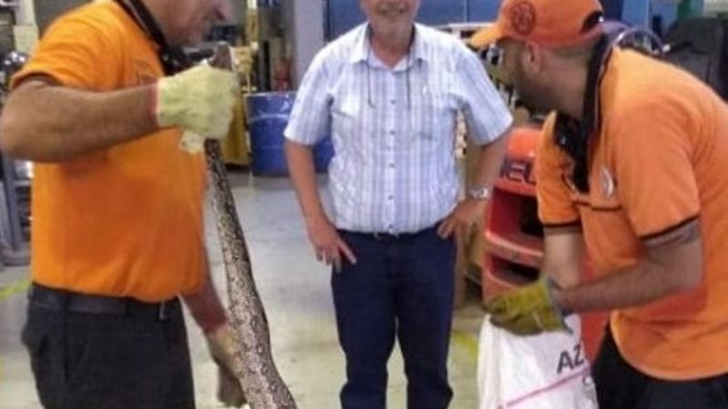 Encuentran una lampalagua en una fábrica