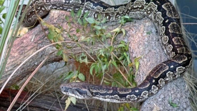 Capturan otra víbora lampalagua
