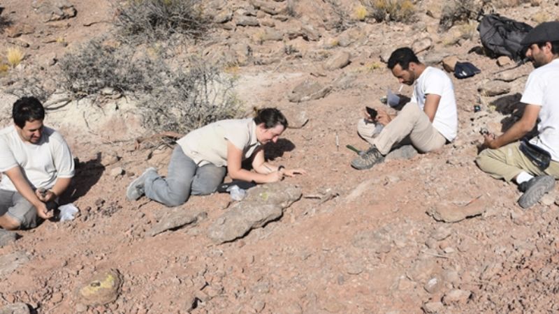 Descubren una nueva especie de dinosaurio carnívoro que habitó la Patagonia
