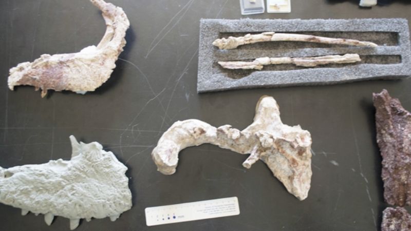 Descubren una nueva especie de dinosaurio carnívoro que habitó la Patagonia