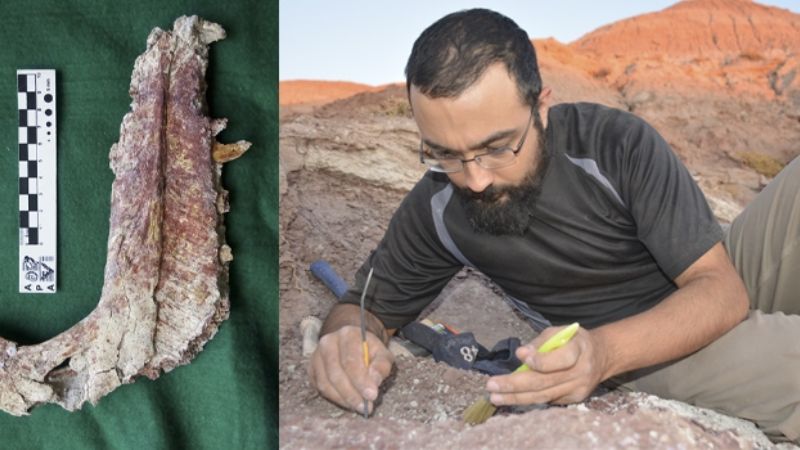 Descubren una nueva especie de dinosaurio carnívoro que habitó la Patagonia