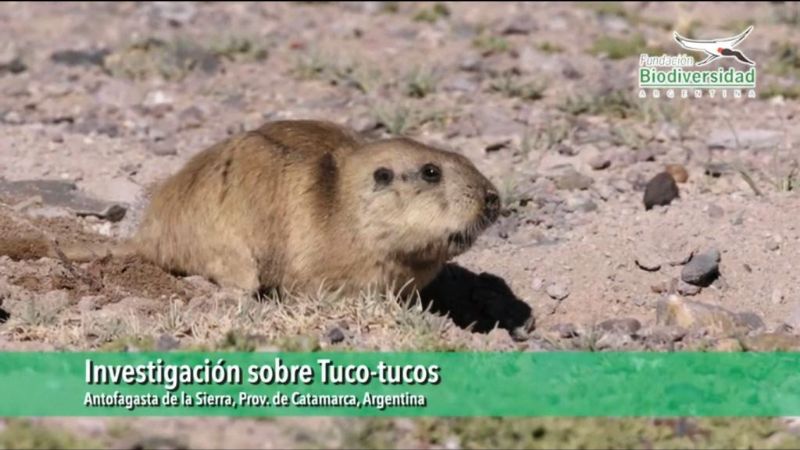Se realizó una importante investigación sobre Tucos Tucos en Catamarca